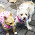 Photo of Jackie Brown And Rosie (On Trial 2/5/15)