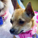 Photo of Jackie Brown And Rosie (On Trial 2/5/15)