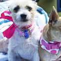 Photo of Jackie Brown And Rosie (On Trial 2/5/15)