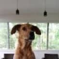 Photo of Dobbi