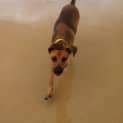 Photo of Dexter ~ Kelpie X, 8 Months (On Trial Paid 2/5/15)