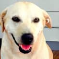 Photo of Archie ~ Labrador (On Trial 31/3/15)