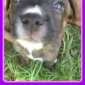 Photo of Tali ~ Staffy X Puppy ~ On Trial 12/4/15