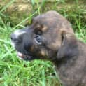 Photo of Tali ~ Staffy X Puppy ~ On Trial 12/4/15