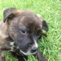 Photo of Tali ~ Staffy X Puppy ~ On Trial 12/4/15