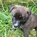 Photo of Tali ~ Staffy X Puppy ~ On Trial 12/4/15