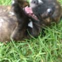 Photo of Tali ~ Staffy X Puppy ~ On Trial 12/4/15