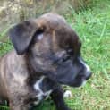 Photo of Tali ~ Staffy X Puppy ~ On Trial 12/4/15