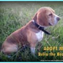 Photo of Bella ~ Beagle (Paid 2/4/15)