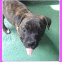 Photo of Walnut ~ Staffy X Mastiff Puppy (Trial 23/5/15)