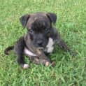 Photo of Walnut ~ Staffy X Mastiff Puppy (Trial 23/5/15)