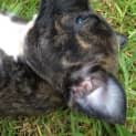 Photo of Walnut ~ Staffy X Mastiff Puppy (Trial 23/5/15)