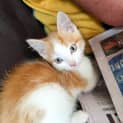 Photo of Freddie Flintoff   Ready For Adoption Mid April