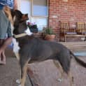Photo of Shelly *On Trial In Her New Home*