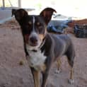 Photo of Shelly *On Trial In Her New Home*