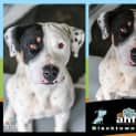 Photo of Petey ~ #1501528