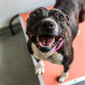 Photo of Pippa ~ #1501529