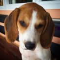 Photo of Olive
