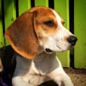 Photo of Olive