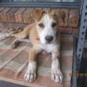 Photo of Buddy (Adoption Pending)
