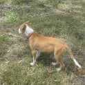 Photo of Buddy (Adoption Pending)