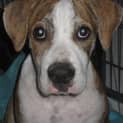 Photo of Parker (Adoption Pending)
