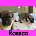 Photo of Rossco