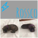 Photo of Rossco