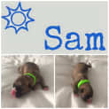 Photo of Sam