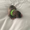 Photo of Sam