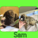 Photo of Sam