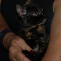 Photo of Honey