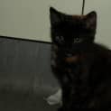 Photo of Honey