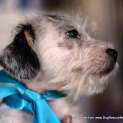 Photo of Charlie ~ Jack Russell X Maltese (Trial 10/4/15)