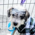Photo of Charlie ~ Jack Russell X Maltese (Trial 10/4/15)