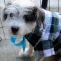 Photo of Charlie ~ Jack Russell X Maltese (Trial 10/4/15)