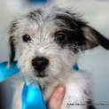 Photo of Charlie ~ Jack Russell X Maltese (Trial 10/4/15)