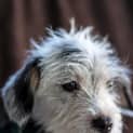 Photo of Charlie ~ Jack Russell X Maltese (Trial 10/4/15)