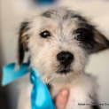 Photo of Charlie ~ Jack Russell X Maltese (Trial 10/4/15)