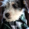 Photo of Charlie ~ Jack Russell X Maltese (Trial 10/4/15)
