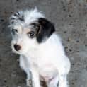 Photo of Charlie ~ Jack Russell X Maltese (Trial 10/4/15)