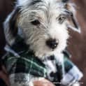 Photo of Charlie ~ Jack Russell X Maltese (Trial 10/4/15)