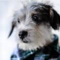 Photo of Charlie ~ Jack Russell X Maltese (Trial 10/4/15)