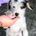 Photo of Charlie ~ Jack Russell X Maltese (Trial 10/4/15)