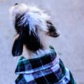Photo of Charlie ~ Jack Russell X Maltese (Trial 10/4/15)