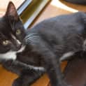 Photo of Merlin   Adoption Pending