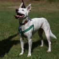 Photo of Ellie ~ Inner City Gal Pal (On Trial 17/5/15)