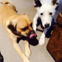 Photo of Ellie ~ Inner City Gal Pal (On Trial 17/5/15)