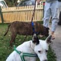 Photo of Ellie ~ Inner City Gal Pal (On Trial 17/5/15)