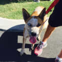 Photo of Gidget (Adoption Pending)